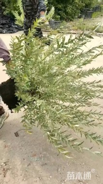 高度70厘米杞柳