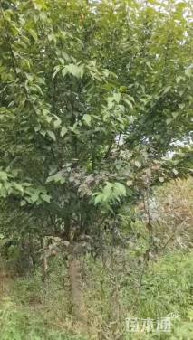 15公分日本晚樱