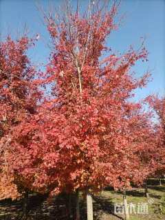 15公分美国红枫