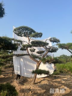 25公分造型松