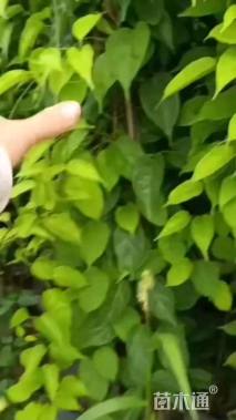 60厘米炮仗花