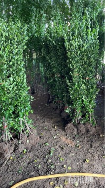 高度60厘米龙柏小苗