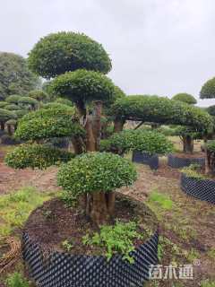 50公分造型金禾女贞