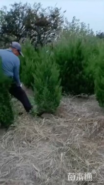 高度70厘米塔柏