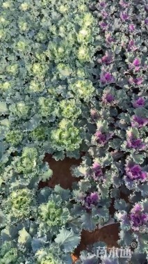 高度15厘米羽衣甘蓝