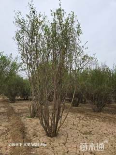 高度500厘米丛生花石榴