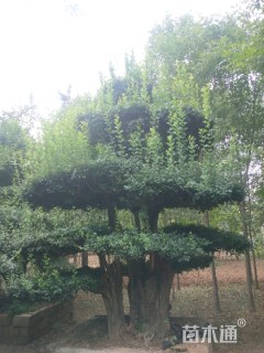 造型对节白蜡