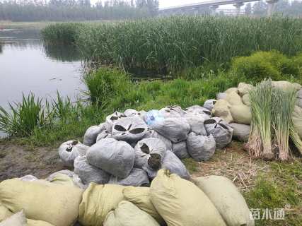 高度20厘米金鱼藻