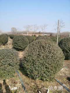 冠幅150厘米小叶女贞球