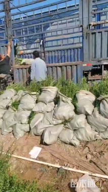 高度30厘米云南黄馨