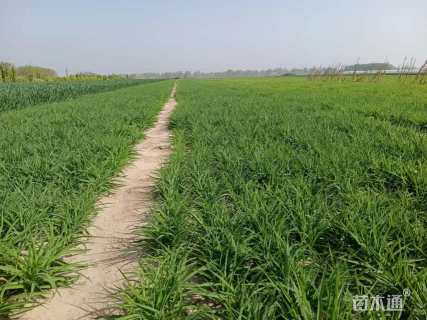 高度30厘米金娃娃萱草