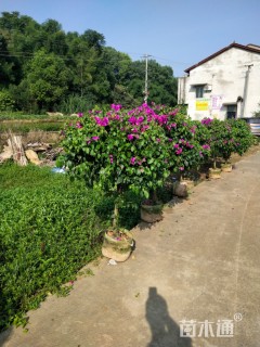 冠幅120厘米三角梅球