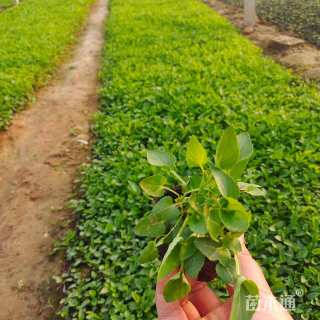 高度20厘米紫花地丁