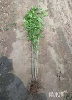 高度60厘米木槿