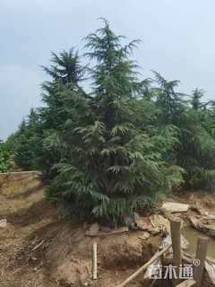 高度550厘米雪松