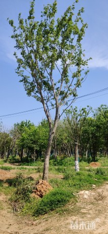 25公分朴树