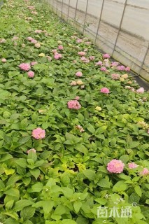 高度20厘米绣球