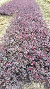 高度30厘米红花继木