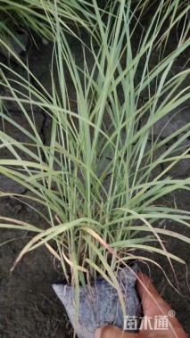 高度30厘米大布尼狼尾草