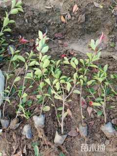 高度40厘米红叶石楠小苗