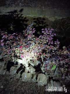 高度40厘米红花继木