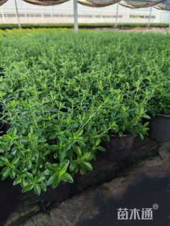 高度20厘米金边六月雪