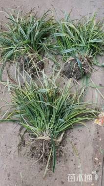 高度35厘米金边阔叶麦冬