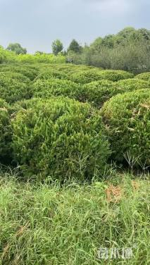 冠幅180厘米龙柏球