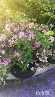 高度30厘米杜鹃