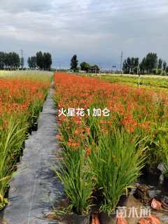 高度50厘米火星花