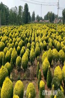 高度180厘米金姬小蜡