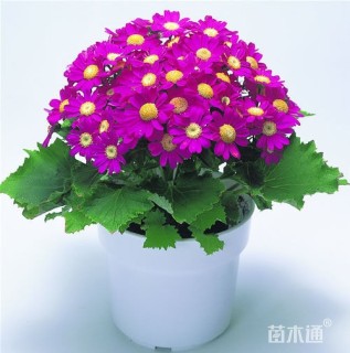 高度20厘米报春花
