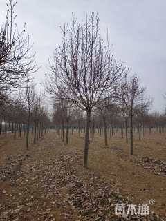 15公分二乔玉兰