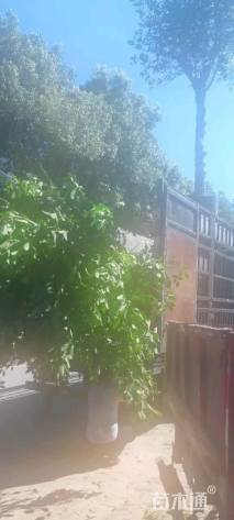 高度20厘米红花继木