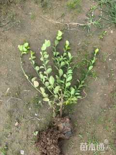 高度50厘米卫矛