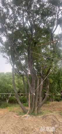 105公分(8杆)丛生朴树