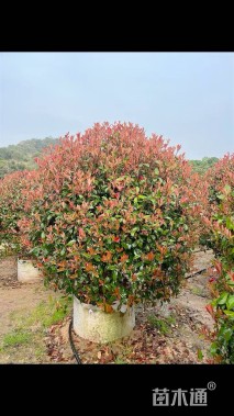 冠幅120厘米红叶石楠球