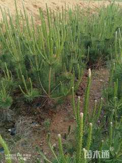 高度100厘米油松