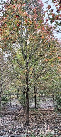 16公分美国红枫