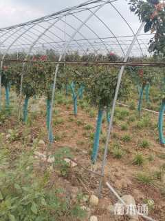 高度120厘米月季