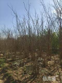 高度120厘米丛生紫薇