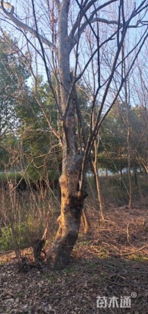 30公分榔榆