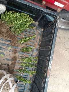 高度30厘米瓜子黄杨