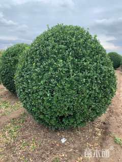 冠幅100厘米冬青球
