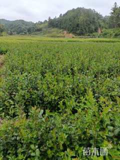 高度30厘米油茶小苗