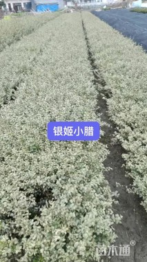 高度40厘米银姬小蜡