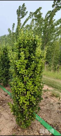 高度160厘米北海道黄杨柱