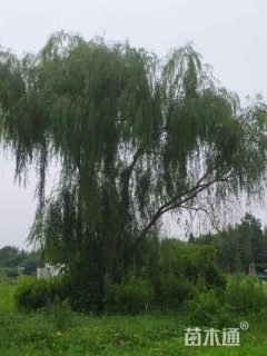 垂柳
