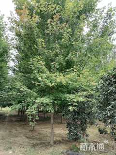 10公分美国红枫