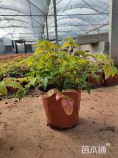 高度20厘米火焰南天竹